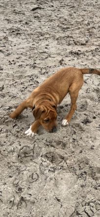 Wir suchen für unsere Welpen ein tolles zu Hause