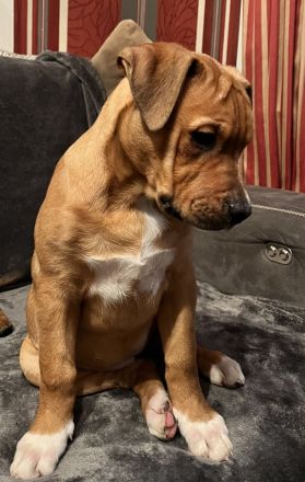 Wir suchen für unsere Welpen ein tolles zu Hause