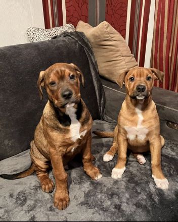 Wir suchen für unsere Welpen ein tolles zu Hause