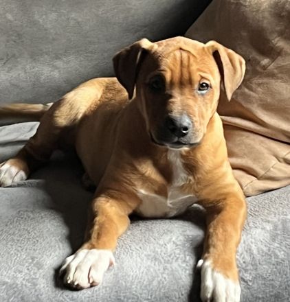 Wir suchen für unsere Welpen ein tolles zu Hause