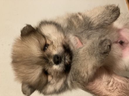 Unsere beiden zauberhaften sehr kleinen echten