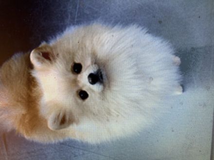 Viradzh KELVIN, Unser bildschöner verschmuster kleiner