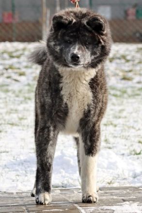 Kennel Itai Doshin accepts reservations for puppies of