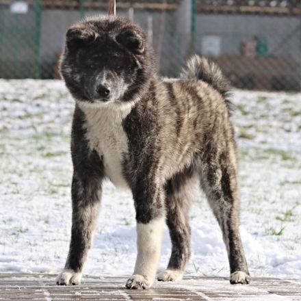 Kennel Itai Doshin accepts reservations for puppies of
