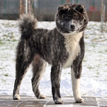 Kennel Itai Doshin accepts reservations for puppies of