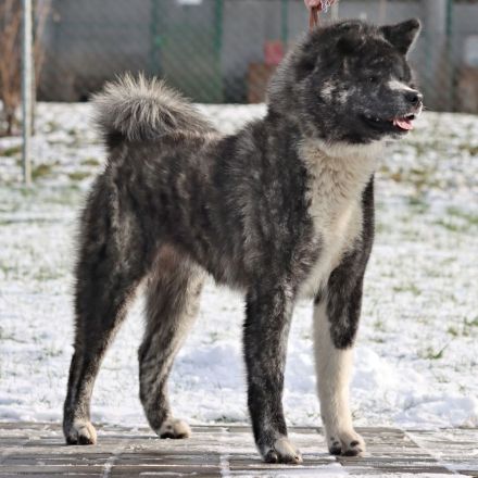 Kennel Itai Doshin accepts reservations for puppies of