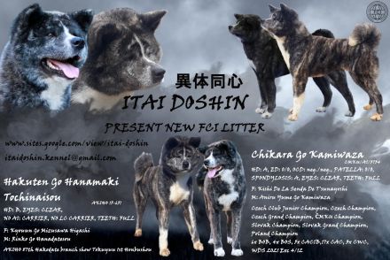 Kennel Itai Doshin accepts reservations for puppies of