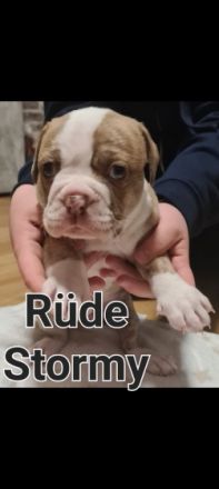 Unsere Welpen dürfen ausziehen Unsere OEB hat am 15.10