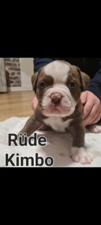 Unsere Welpen dürfen ausziehen Unsere OEB hat am 15.10