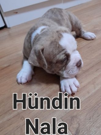 Unsere Welpen dürfen ausziehen Unsere OEB hat am 15.10