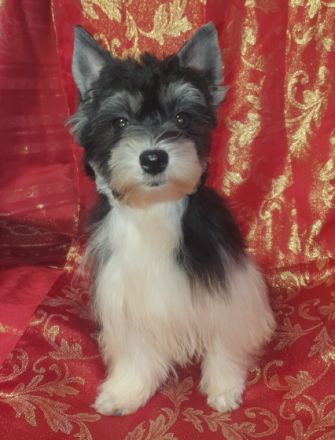 Reinrassige Biewer Yorkshire Terrier Rüden mit Papieren