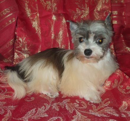 Reinrassige Biewer Yorkshire Terrier Rüden mit Papieren