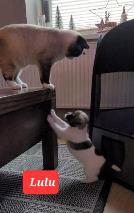 Unsere Französische Bulldogge Amy hat drei wunderschöne