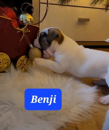 Unsere Französische Bulldogge Amy hat drei wunderschöne