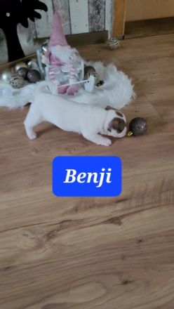 Unsere Französische Bulldogge Amy hat drei wunderschöne