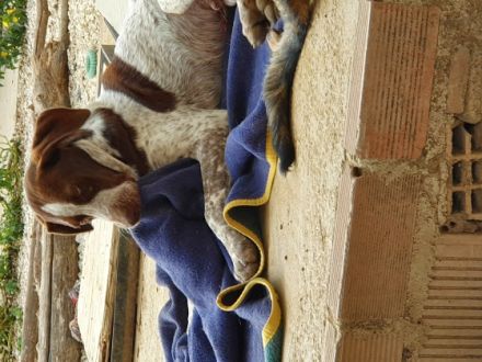 Mein Name ist Al Jarreau ich bin ca. 6 Monate Jung bin