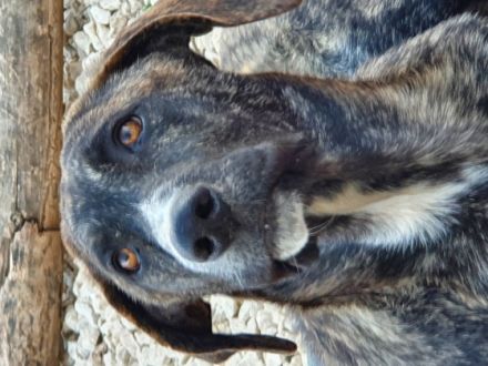 Mein Name ist Al Jarreau ich bin ca. 6 Monate Jung bin