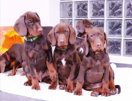 Polnischer Laufhund (Gonczy Polski) - Polnische Zucht