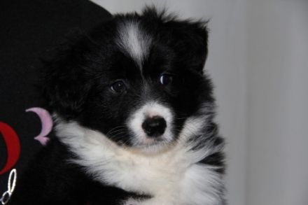 Dieser kleine Schatz, ein Sohn von Drowsy Dawn Middle