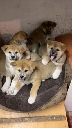 Wir suchen für unsere aufgeweckten kleinen Welpen ein