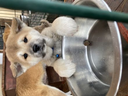 Wir suchen für unsere aufgeweckten kleinen Welpen ein