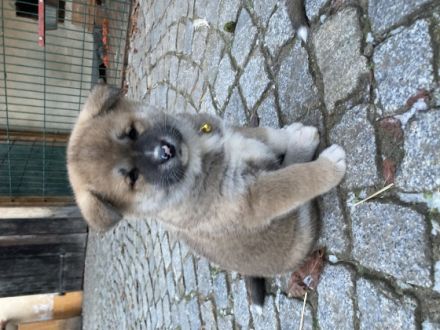 Wir suchen für unsere aufgeweckten kleinen Welpen ein