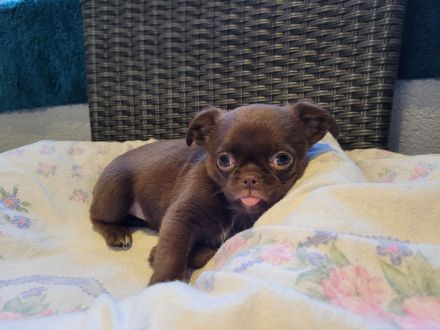 Unsere kleinbleibenden, bezaubernden Welpen sind auf