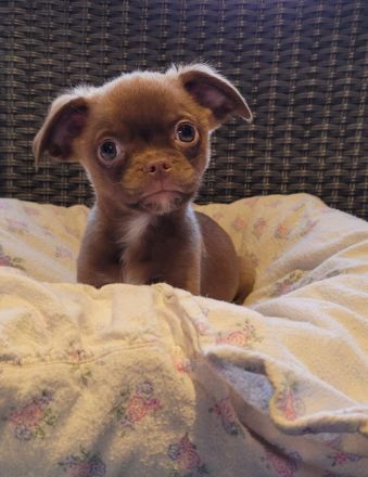 Unsere kleinbleibenden, bezaubernden Welpen sind auf