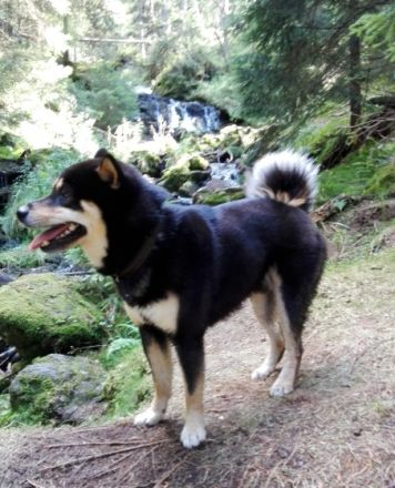 Okami San vom Dresdner Elbufer (Deckerfahrung)