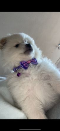 Drei reinrassige Pomeranian Welpen suchen noch ihr