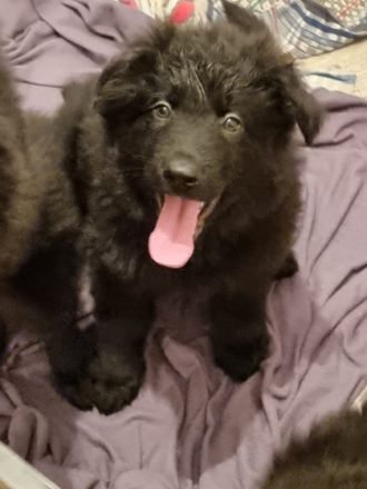 Zwinger von den schwarzen Steppenwölfen ! Am 20.10.2022