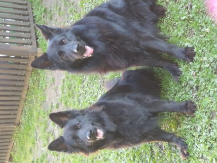 Zwinger von den schwarzen Steppenwölfen ! Am 20.10.2022