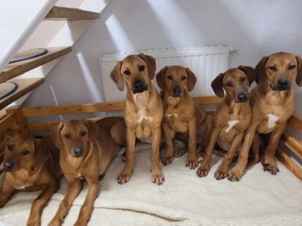 Es suchen noch 4 Rüden und 2 Mädchen ein neues