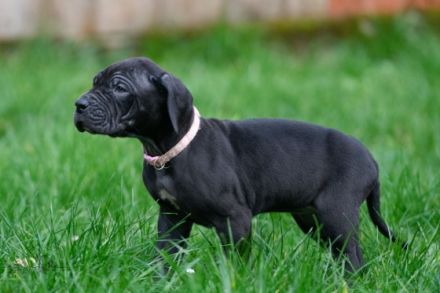 Unsere Diva , eine gelbe Deutsche Dogge hat am 29.10