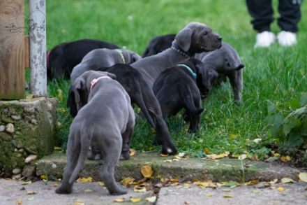 Unsere Diva , eine gelbe Deutsche Dogge hat am 29.10