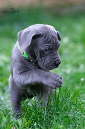 Unsere Diva , eine gelbe Deutsche Dogge hat am 29.10