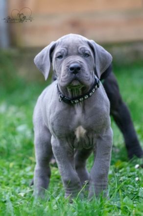 Unsere Diva , eine gelbe Deutsche Dogge hat am 29.10