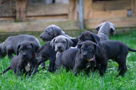 Unsere Diva , eine gelbe Deutsche Dogge hat am 29.10