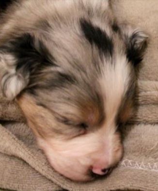 Ein nettes Hallo aus Schüttorf.. Meine Lotti blue Merle