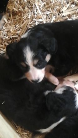 Ein nettes Hallo aus Schüttorf.. Meine Lotti blue Merle