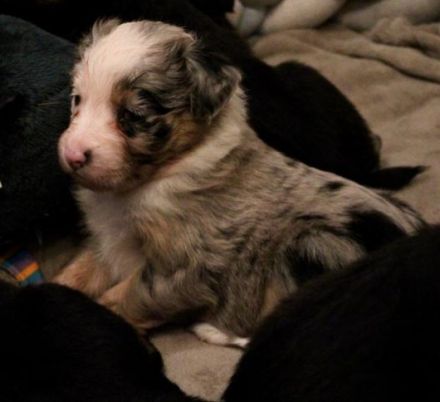 Ein nettes Hallo aus Schüttorf.. Meine Lotti blue Merle