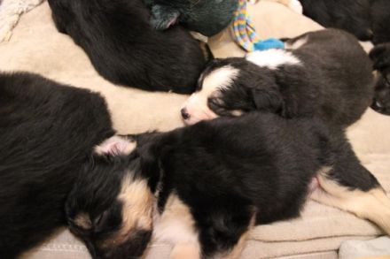 Ein nettes Hallo aus Schüttorf.. Meine Lotti blue Merle