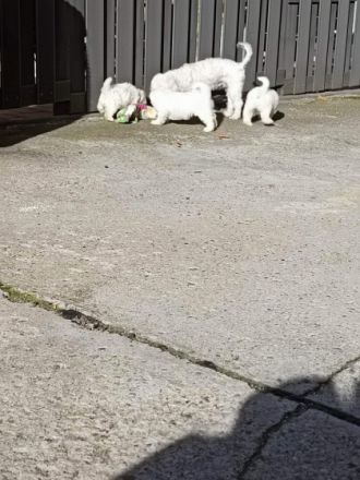 2 Mädchen und ein Junge, 14 Wochen, entwurmt und