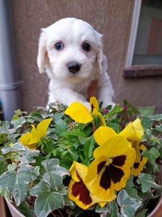 2 Mädchen und ein Junge, 14 Wochen, entwurmt und