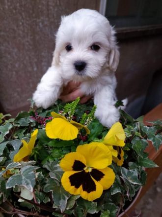 2 Mädchen und ein Junge, 14 Wochen, entwurmt und