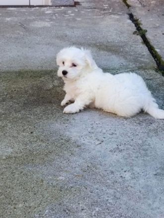 2 Mädchen und ein Junge, 14 Wochen, entwurmt und