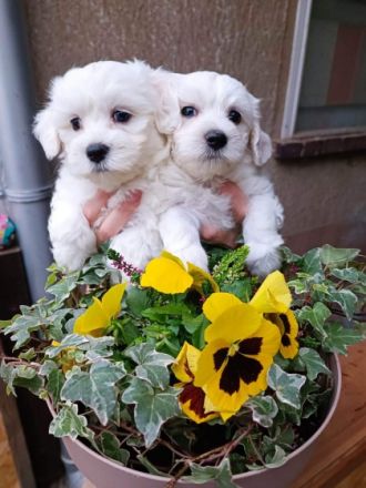 2 Mädchen und ein Junge, 14 Wochen, entwurmt und