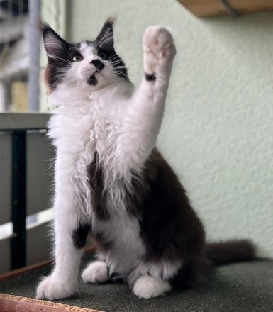 Maine Coon Katerchen sucht Personal