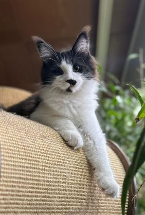 Maine Coon Katerchen sucht Personal