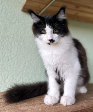 Maine Coon Katerchen sucht Personal